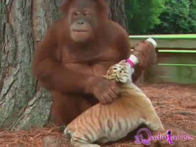 Şimpanze aslanlara dayəlik edir - Video