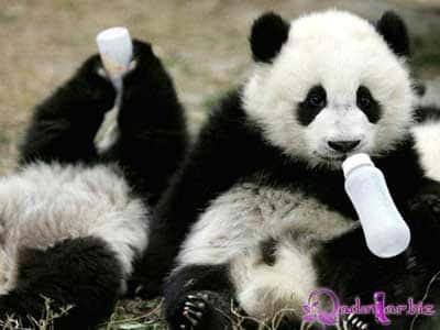 Şirinmi şirin panda - fotolar