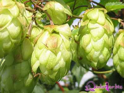 Mayaotu bitkisinin faydaları