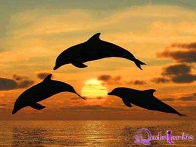 Delfinlərin gün batımında rəqsi -fotolar