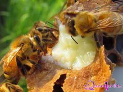 Arı südünün faydaları