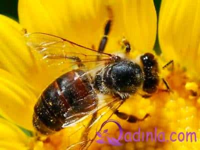 Alimlər arılar haqqında inanılmaz faktlar aşkarladı