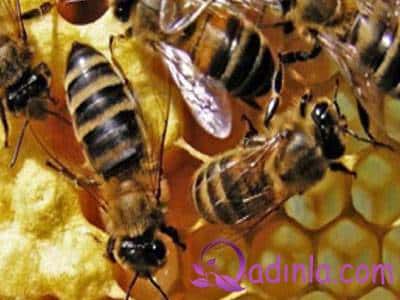 Qızıldan bahalı arı südünün İNANILMAZ FAYDALARI