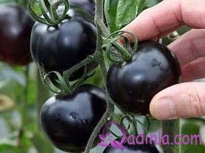 Qara pomidor - Qeyri-adi tərəvəzin inanılmaz faydaları