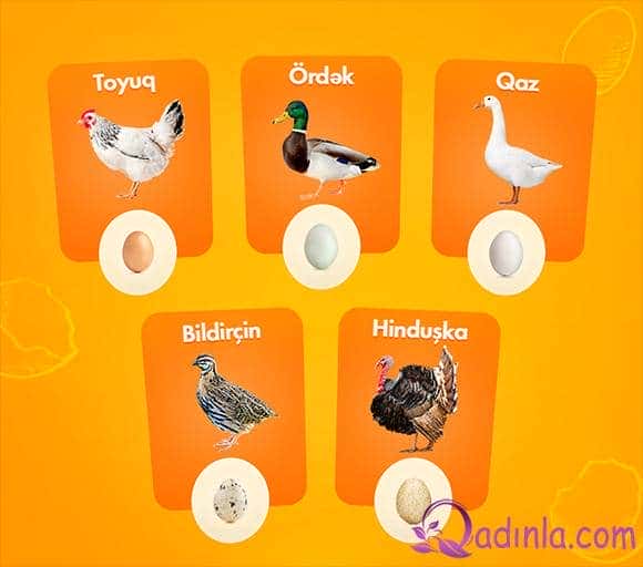 Toyuq, Ördək, Qaz, Bildirçin, Hinduşka yumurtalarının faydaları və fərqləri