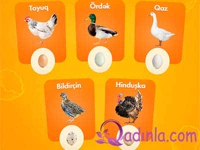 Toyuq, Ördək, Qaz, Bildirçin, Hinduşka yumurtalarının faydaları və fərqləri