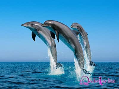 Delfinlər haqqında bilmədiklərimiz