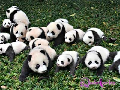 Pandalar artıq nəsli tükənməkdə olan heyvan deyil