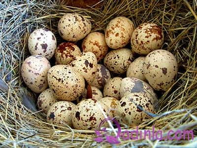 Bildirçin yumurtası toyuqdan daha faydalıdır - Faydası və müalicə üsulu