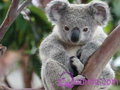 Koala haqqında